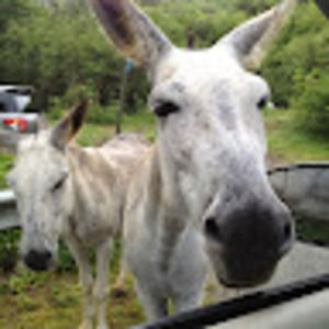 Meet your Posher, Nikolas